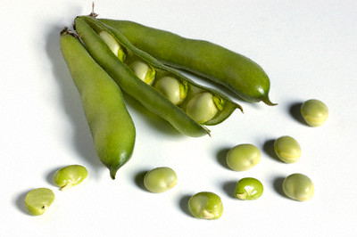 fava beans fava